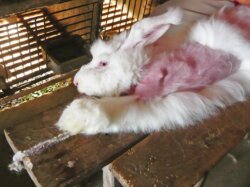 angora kaninchen fehlt fell