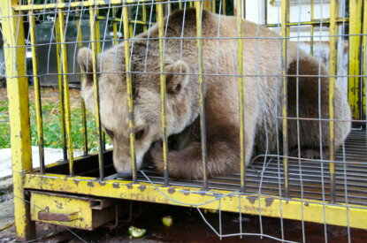 bär im käfig
