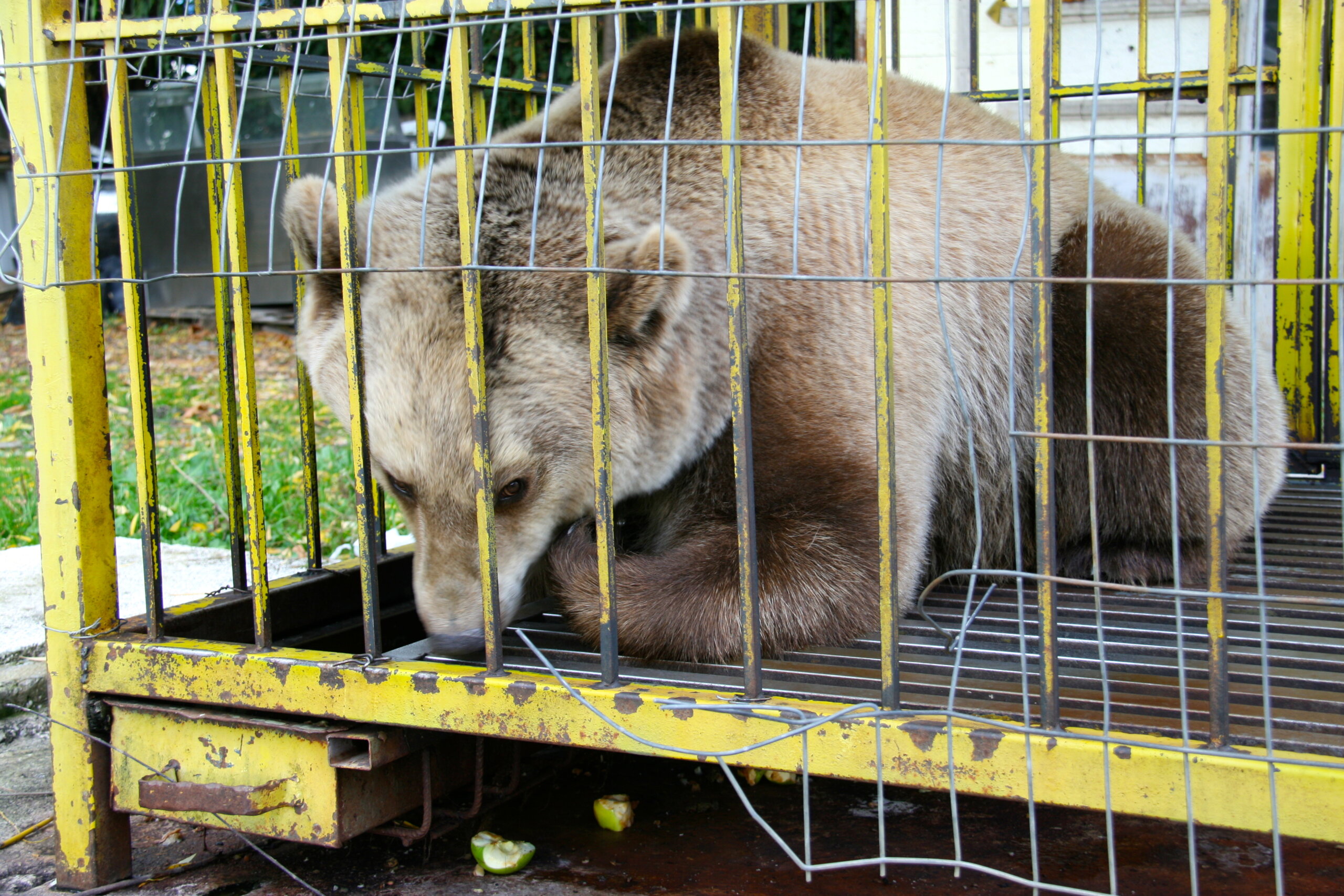 Käfighaltung von Braunbären in Albanien