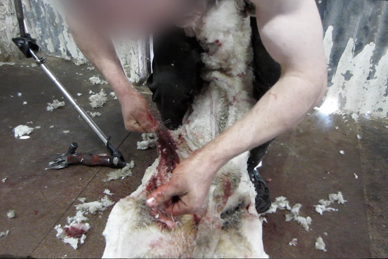 Person naeht Wunde beim Schaf nach Schur