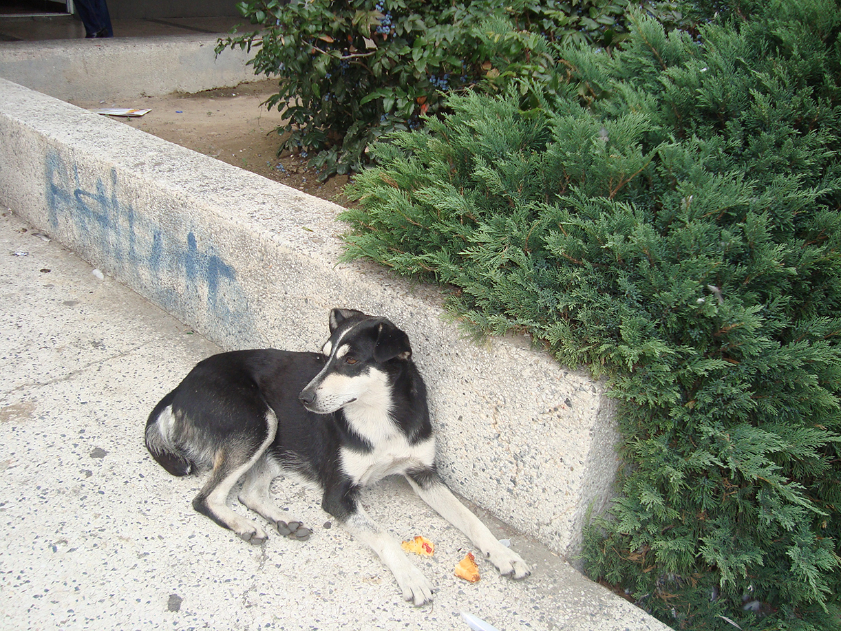 Hunde Aus Rumänien Aufnehmen