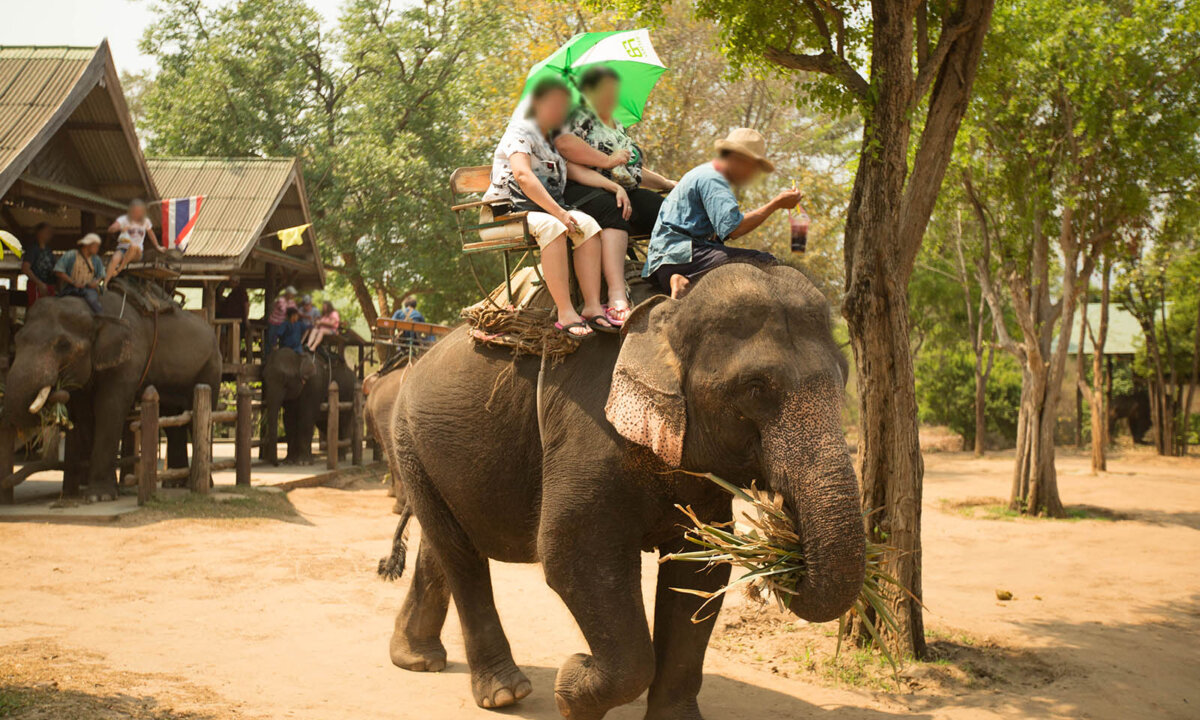 Menschen reiten auf Elefanten
