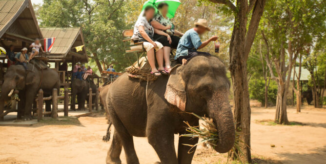 Menschen reiten auf Elefanten
