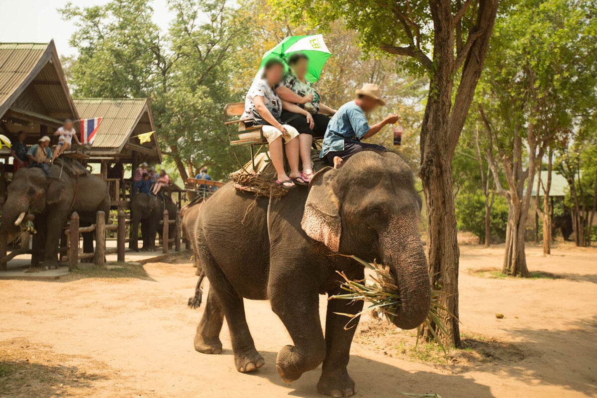 Elefantenreiten: Warum Sie nie auf einem Elefanten reiten sollten