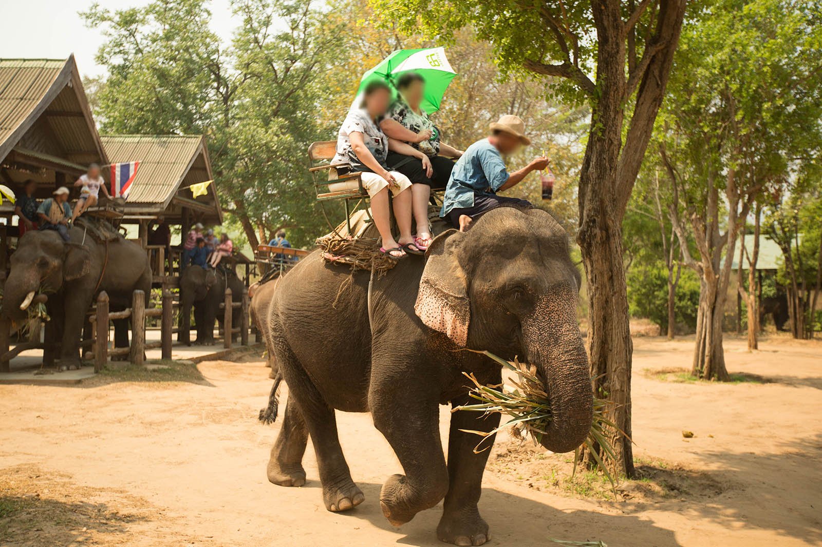 Die Wahrheit über das Elefantenreiten im Asienurlaub