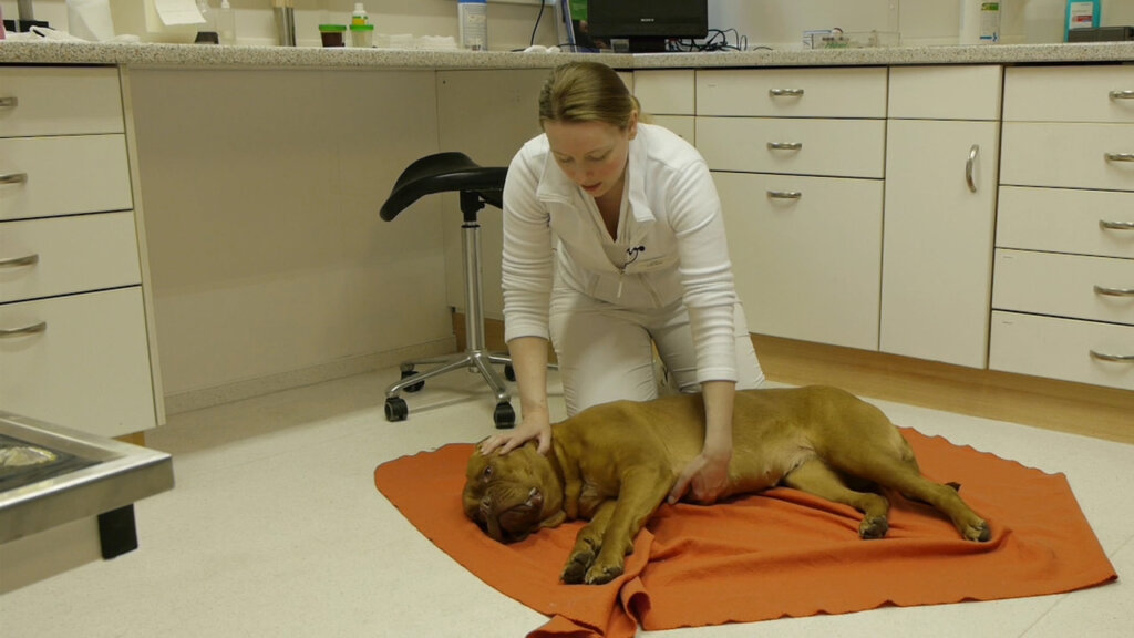 Erste Hilfe beim Hund was tun bei Vergiftung & Co.? PETA