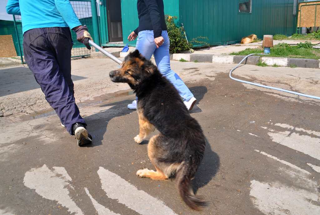 Hundefaenger zerrt einen Hund hinter sich her