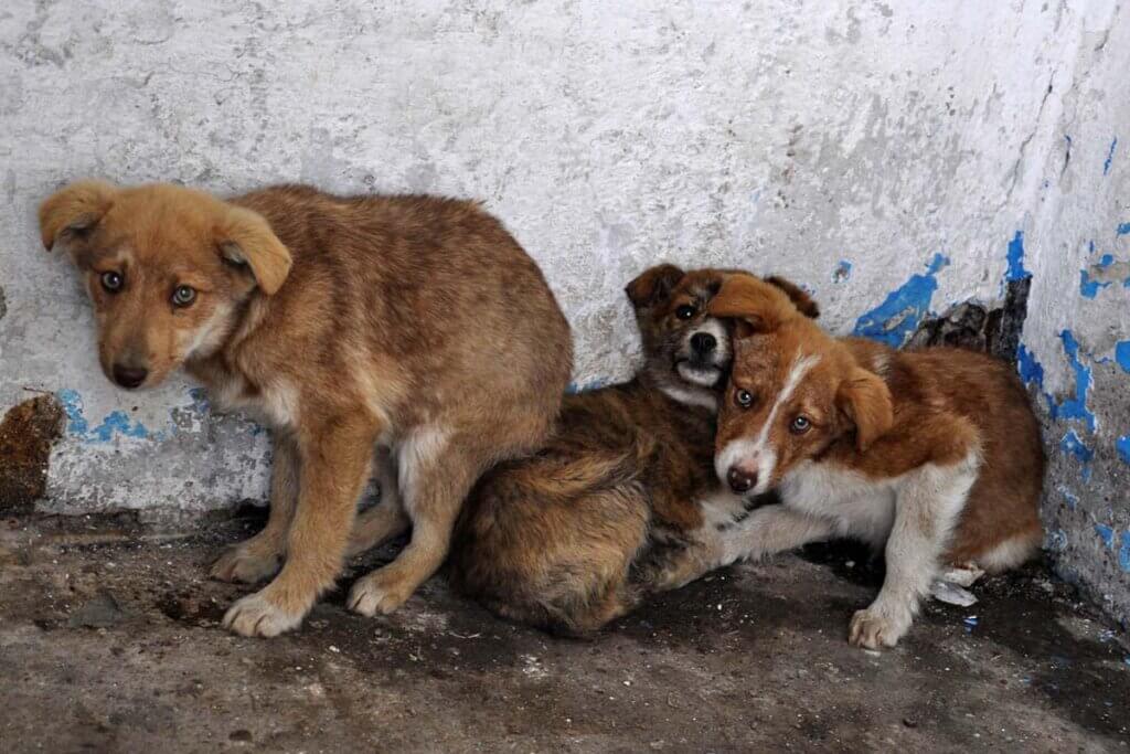 Strassenhunde in Rumaenien