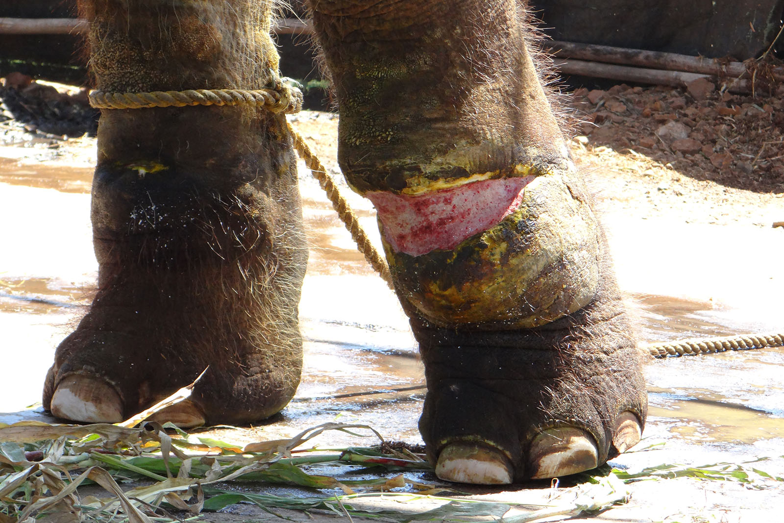 Elefant mit Verletzungen am Bein