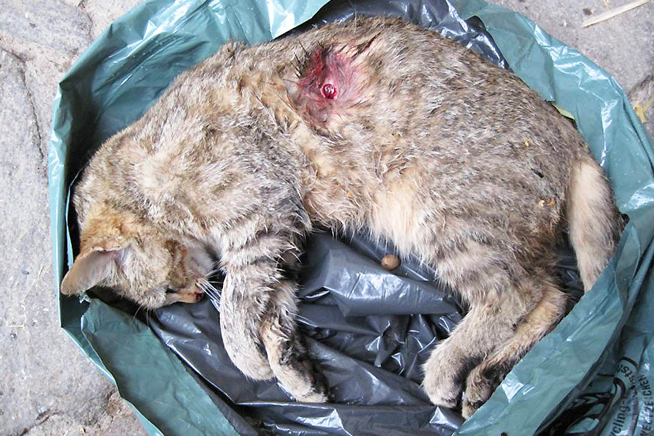 Katzenabschuss durch Jäger – unbegründet und grausam
