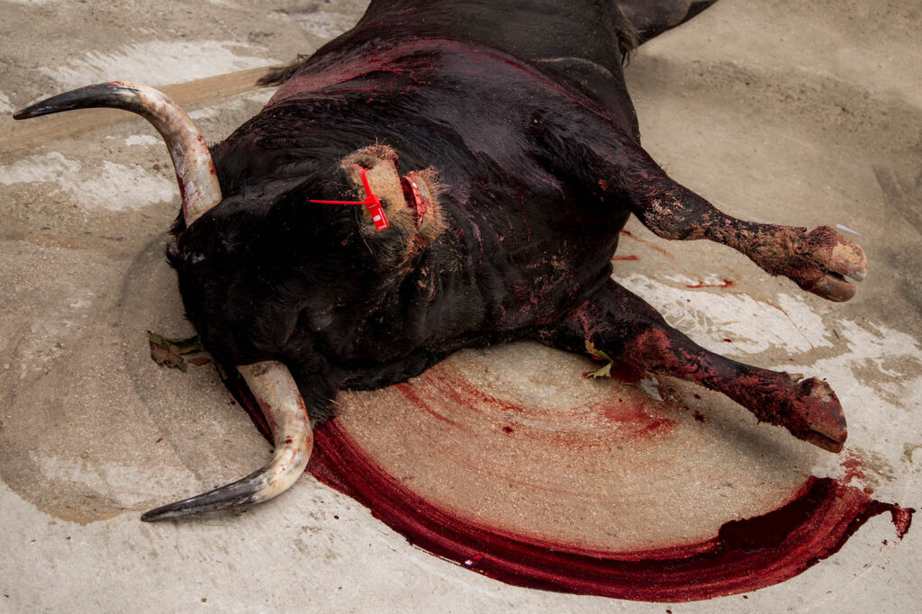 Dead bull lies on the blood-smeared ground