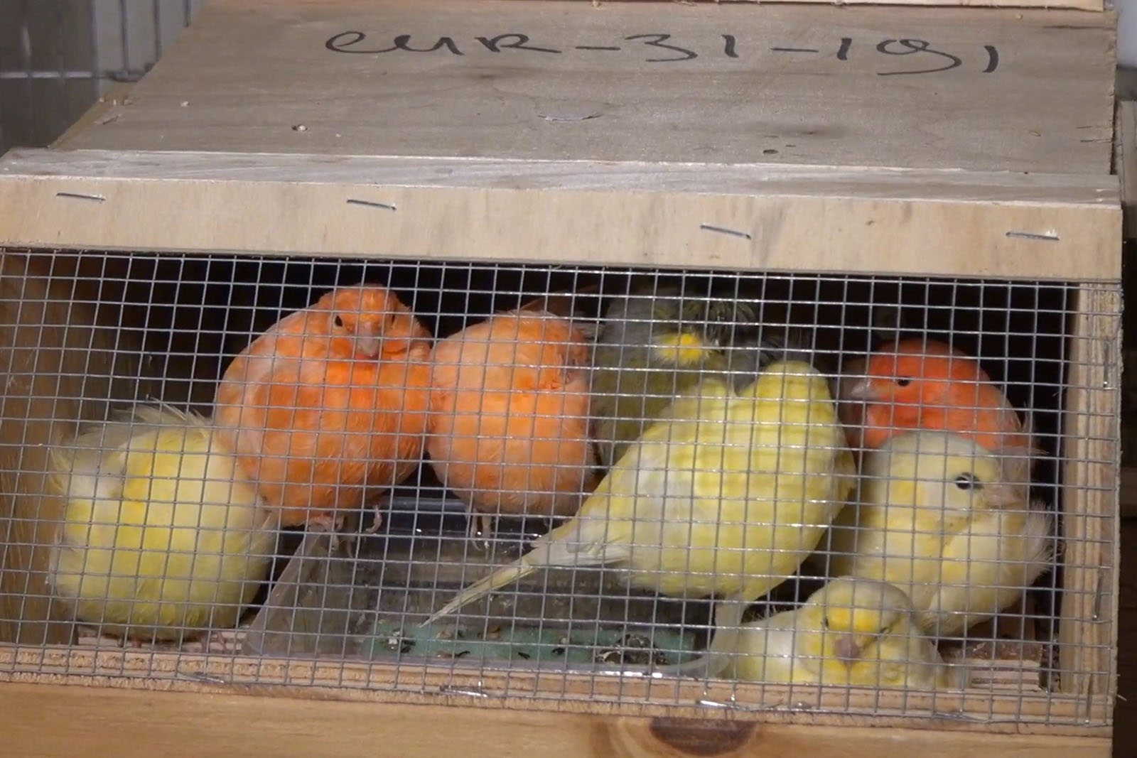 Vögel eingepfercht im Käfig