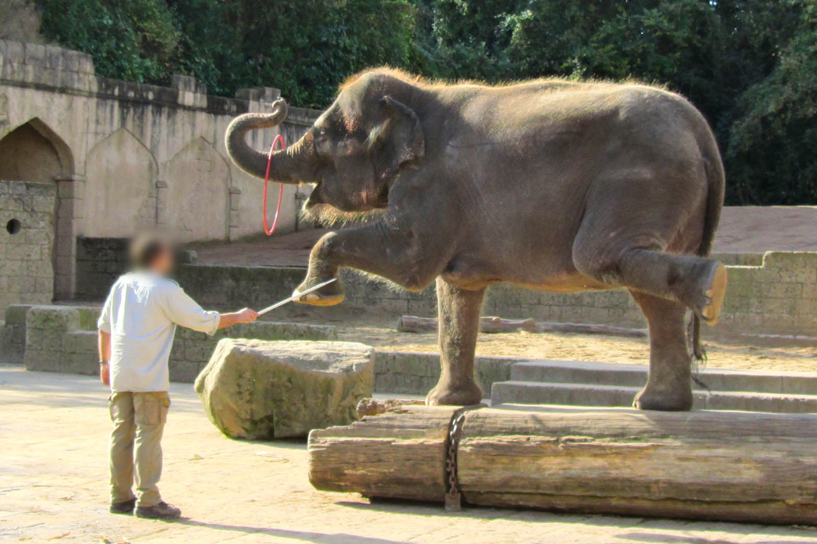 Elefant im Zoo Hannover muss Kunststuecke auffuehren