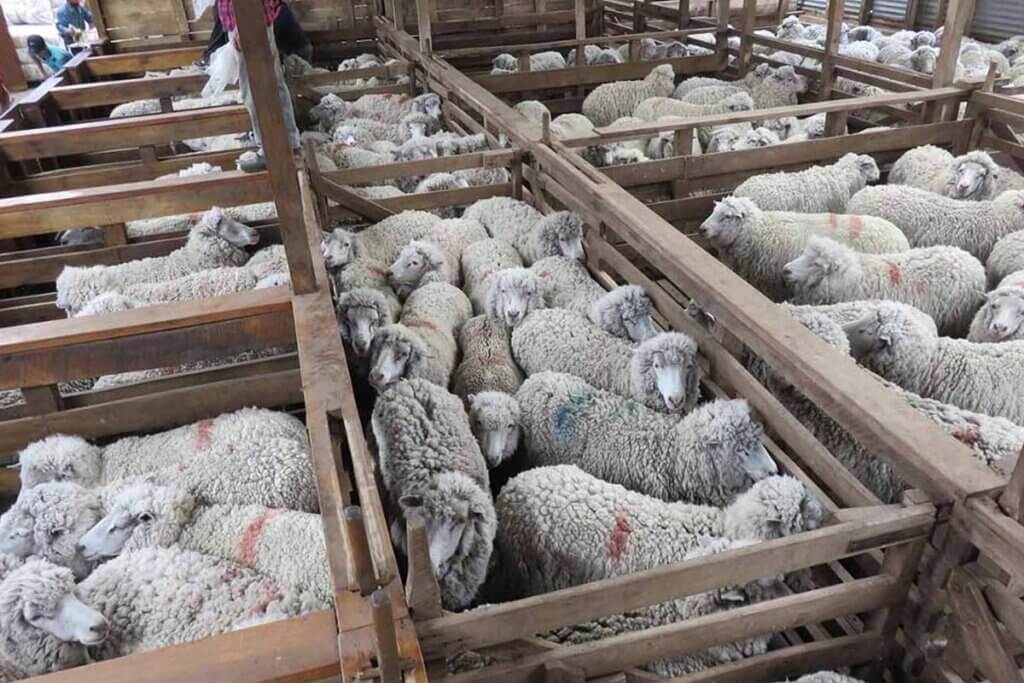 Eingepferchte Schafe in der Wollindustrie