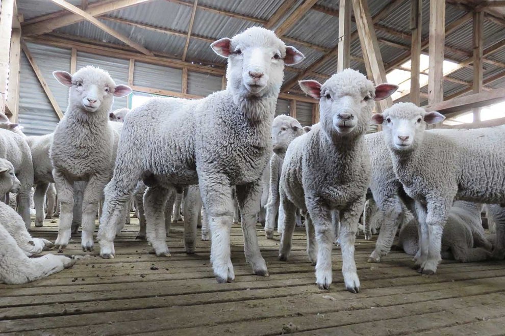 Schafe in der Wollindustrie