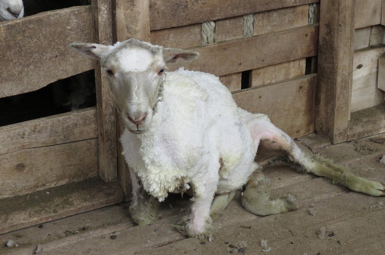 Geschorenes Schaf