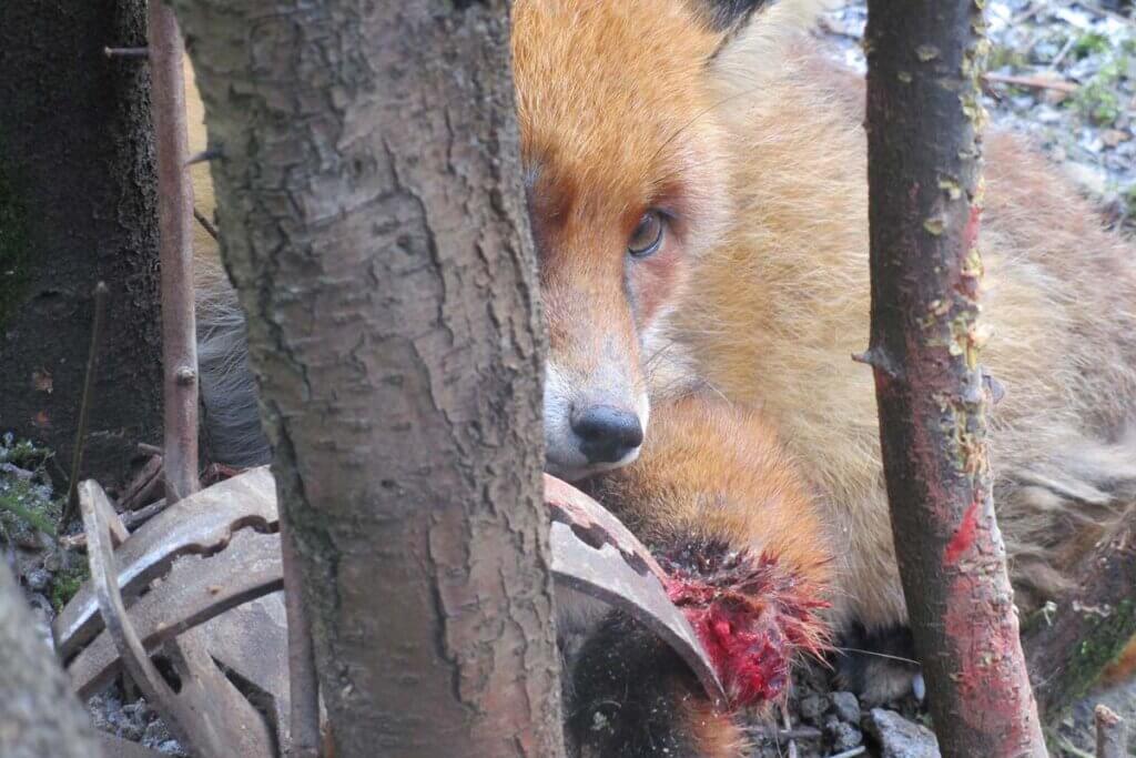 Fuchs in Jagdfalle