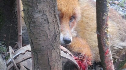 Fuchs in Jagdfalle