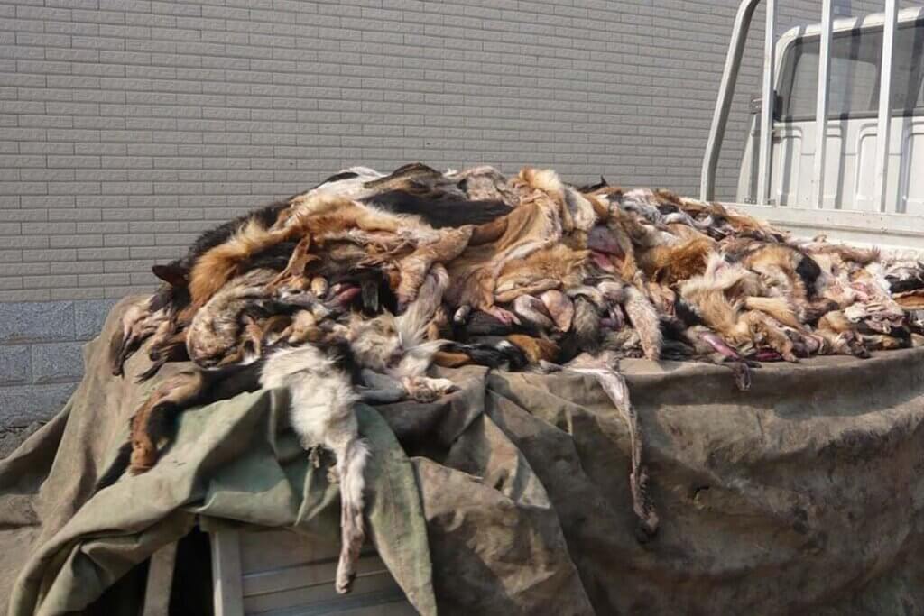 Raw dog skins in a pile