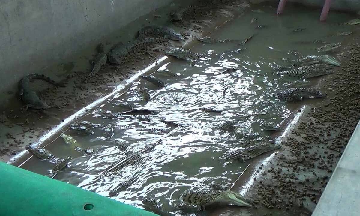 Krokodile eingesperrt in einem Raum mit Wasserbecken