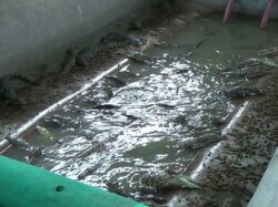 Krokodile eingesperrt in einem Raum mit Wasserbecken