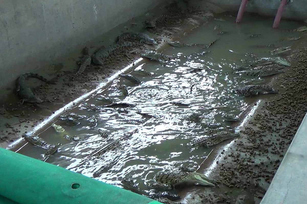 Krokodile eingesperrt in einem Raum mit Wasserbecken