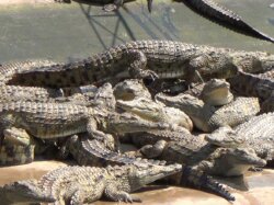 krokodile überinander gelagert