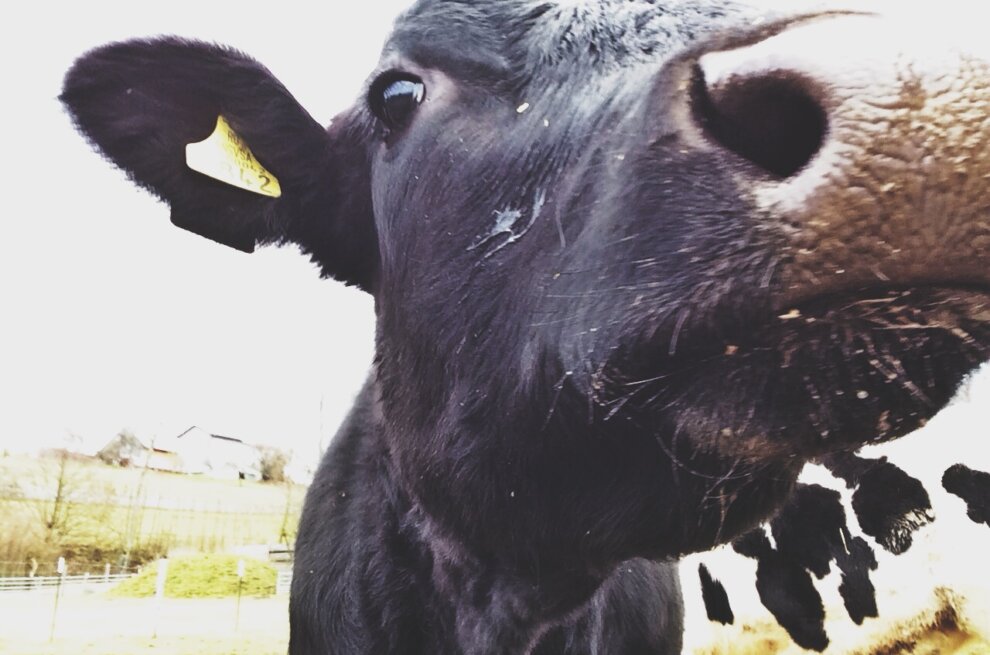Eine schwarze Kuh reckt ihr Gesicht zur Kameralinse.
