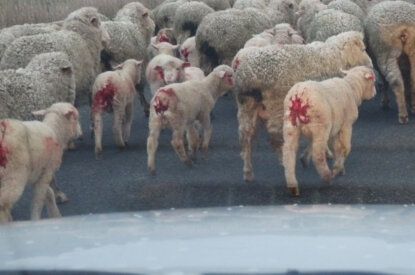 Schafe mit blutigen Hinterleiben vom Mulesing