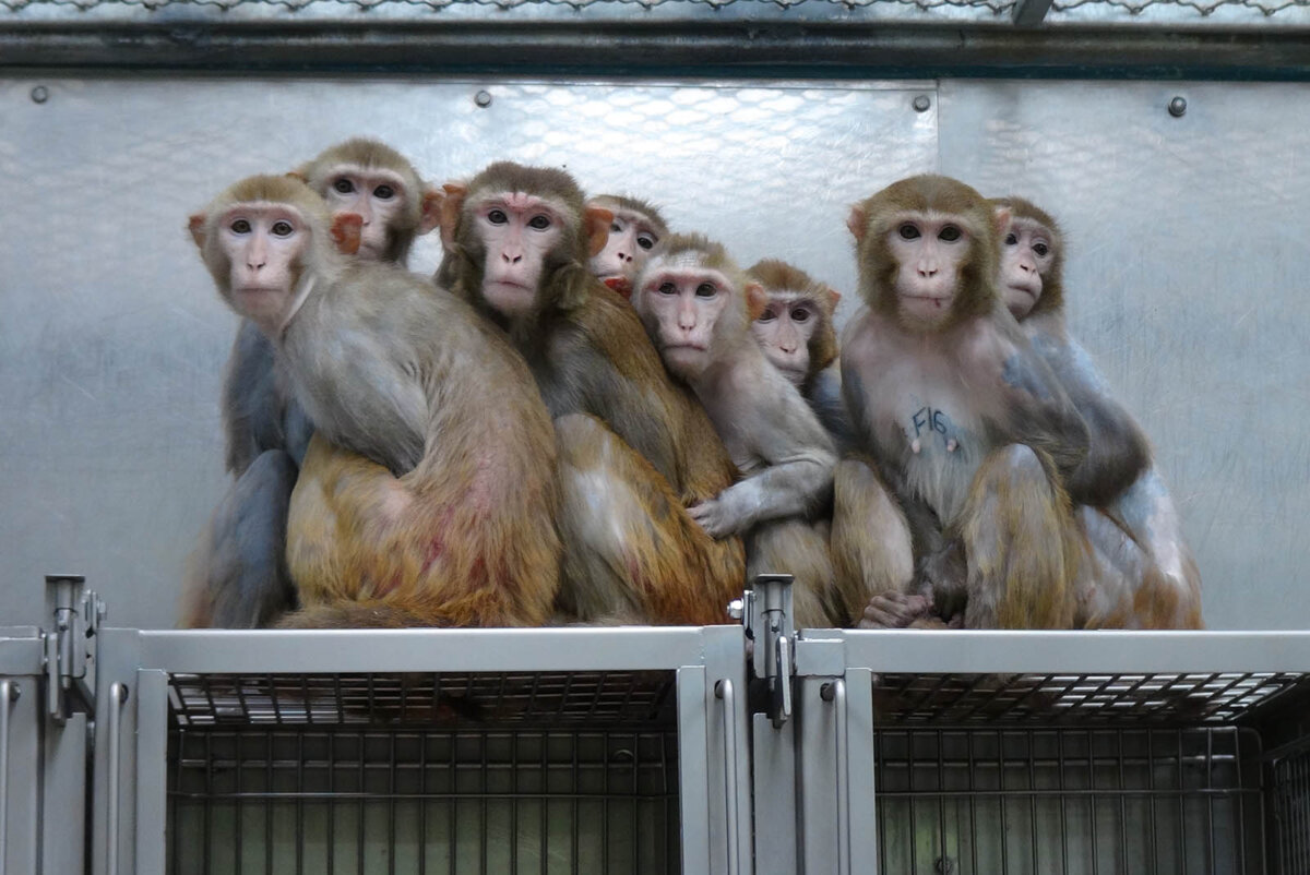 Malaria, Tuberkulose, HIV: Diese Affen werden krank gemacht!