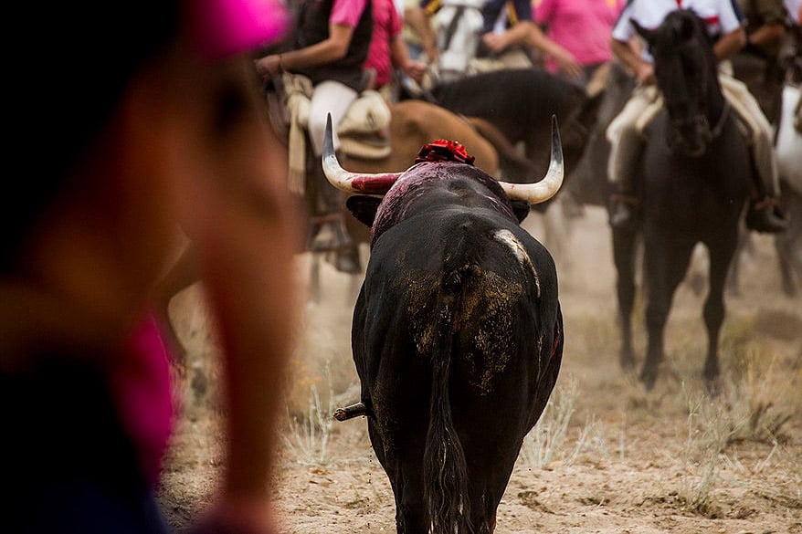 Erfolg: Oberster Gerichtshof Spaniens verbietet Stierqual „Toro de la Vega“ endgültig