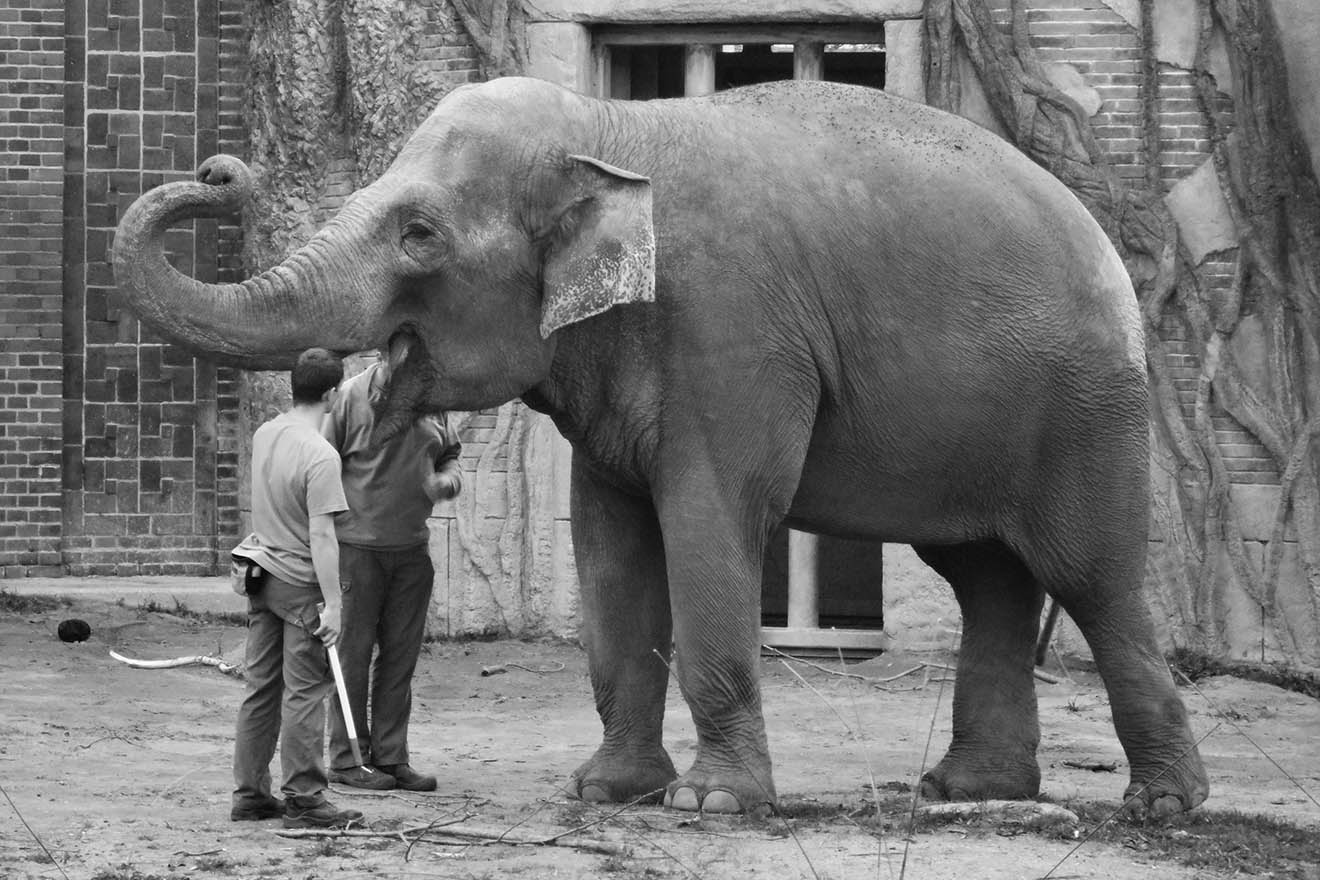 Zoo Leipzig: Elefantenkuh Thura stirbt mit Kind im Bauch!