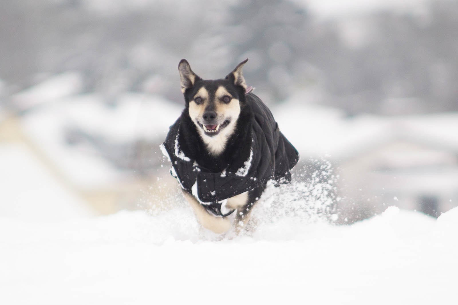 Hund im Schnee