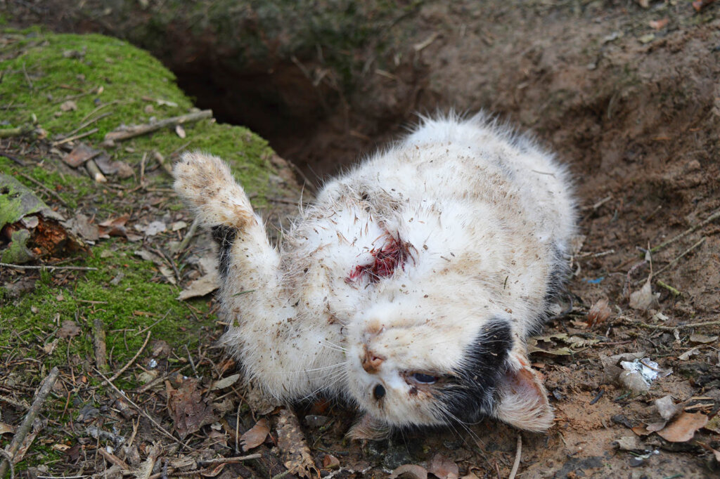 Tote erschossene Katze