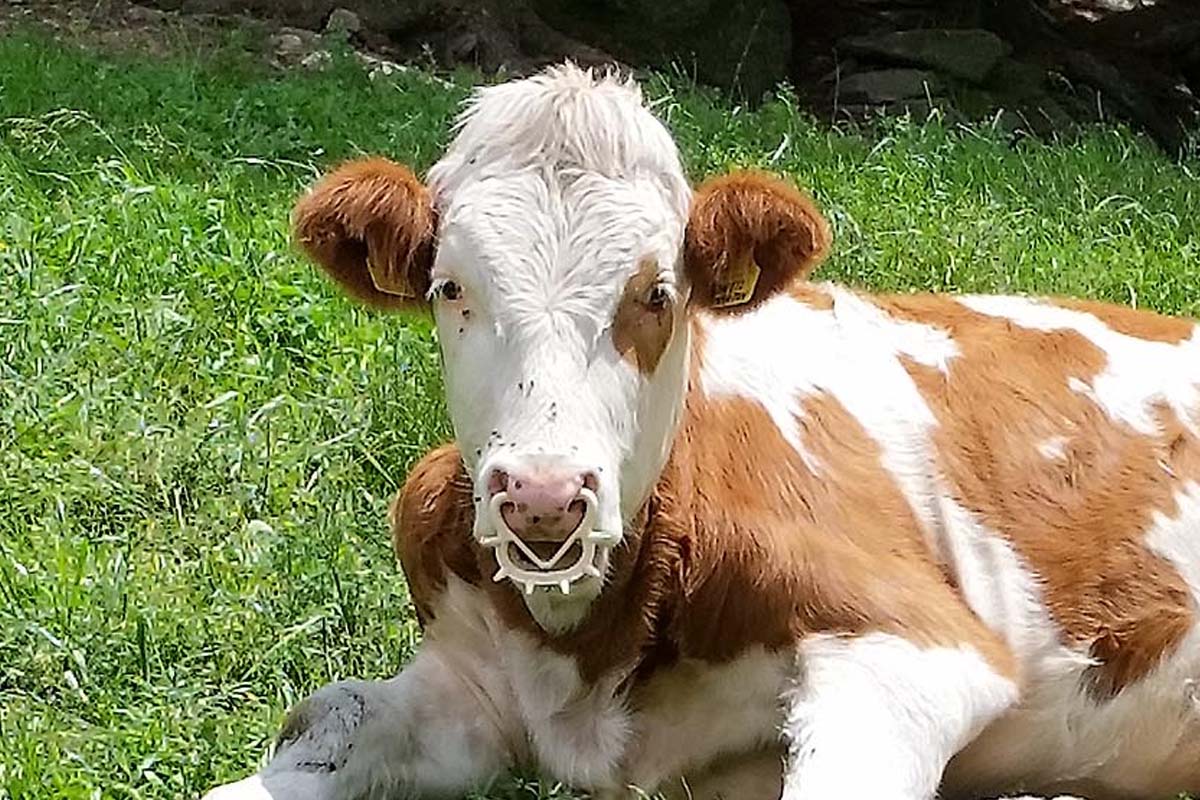 Eine Kuh liegt auf der Weide und hat einen Saugentwoehner in der Nase.