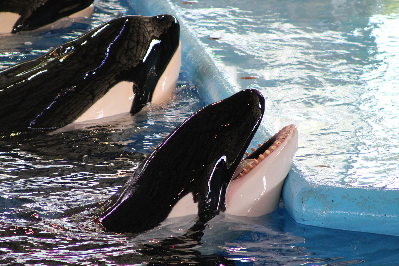 Orcas in Sea World