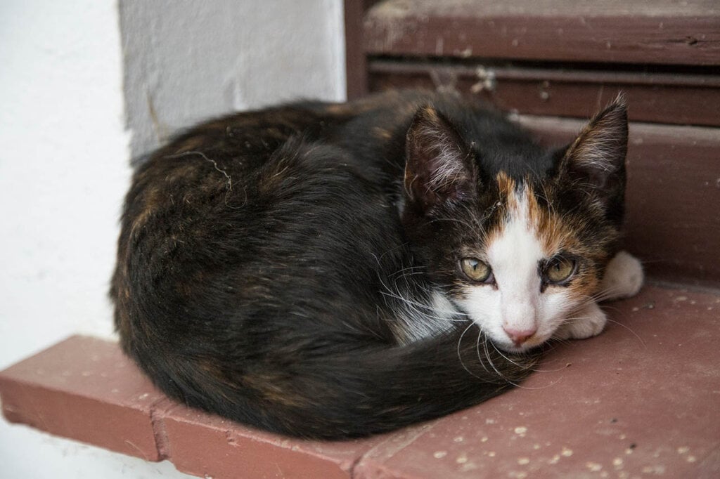 Junge Katze liegt vor einer Tuer