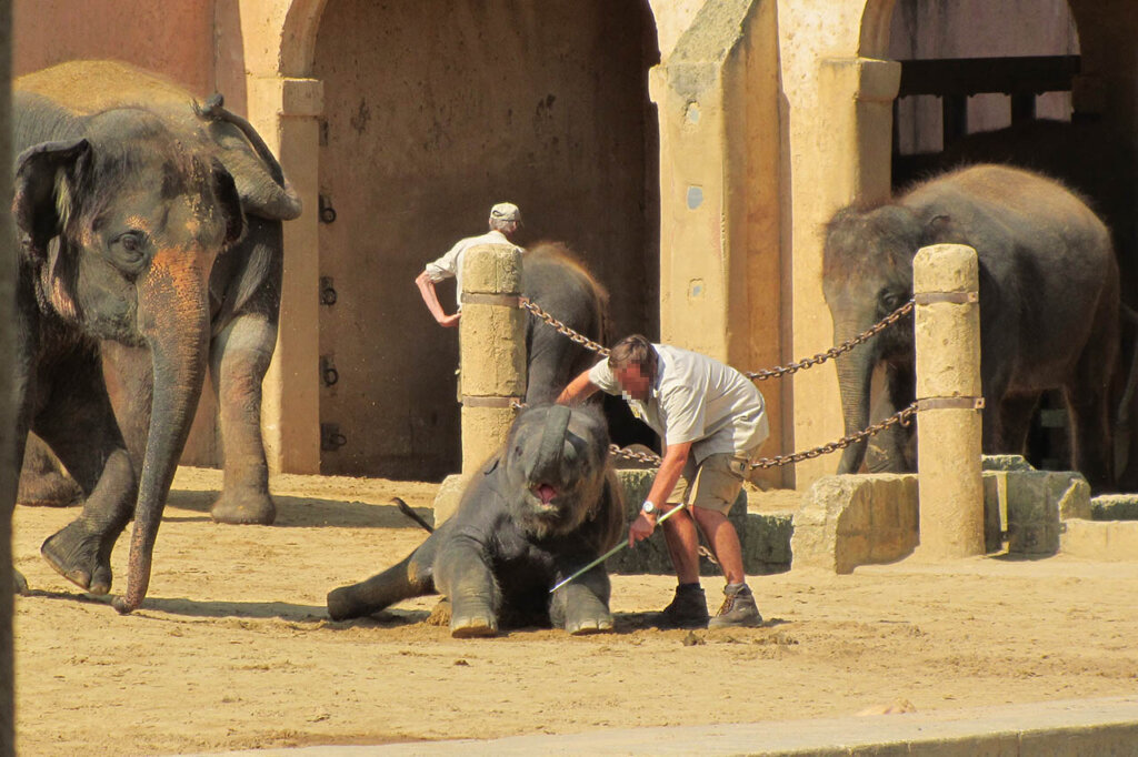Mitarbeitende vom Zoo Hannover hauen nach einem Elefanten mit einem Haken.