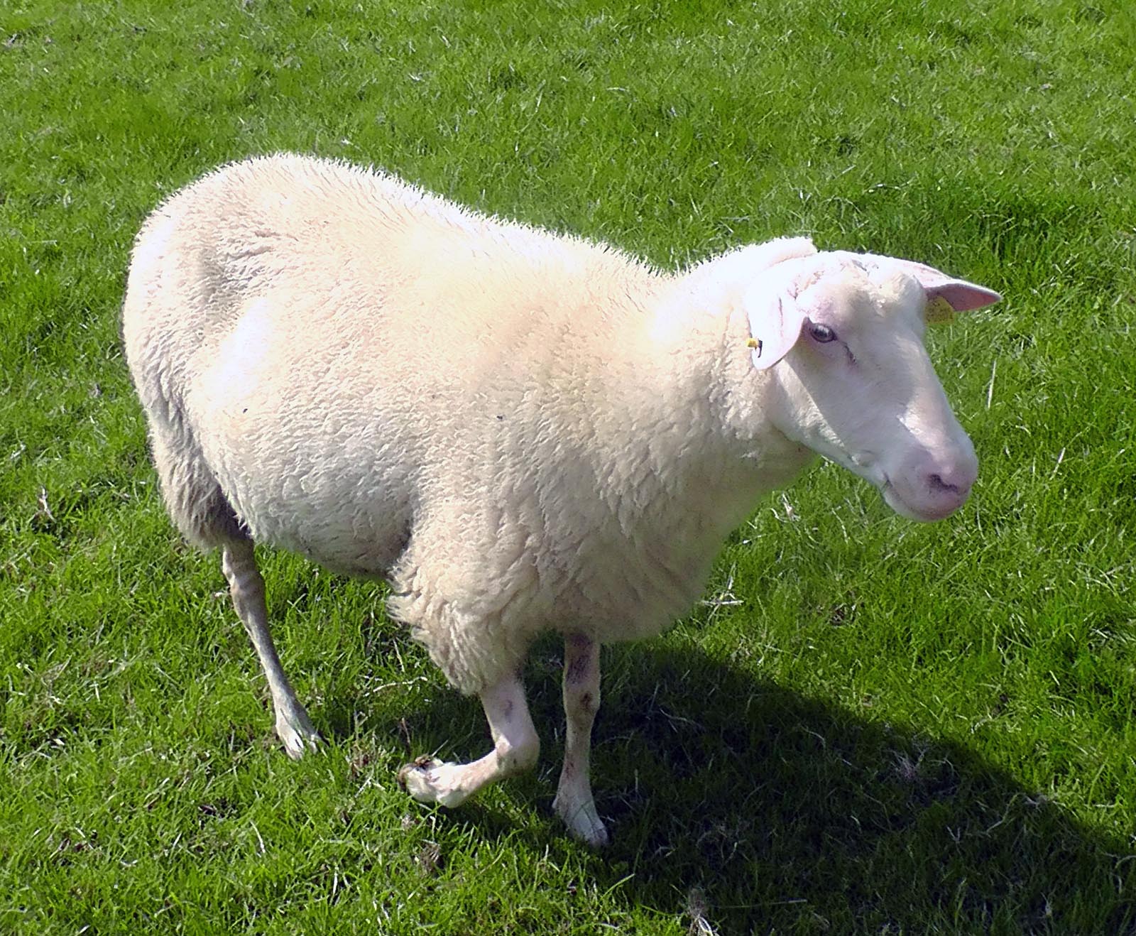 Ein Schaf auf einer gruenen Wiese.