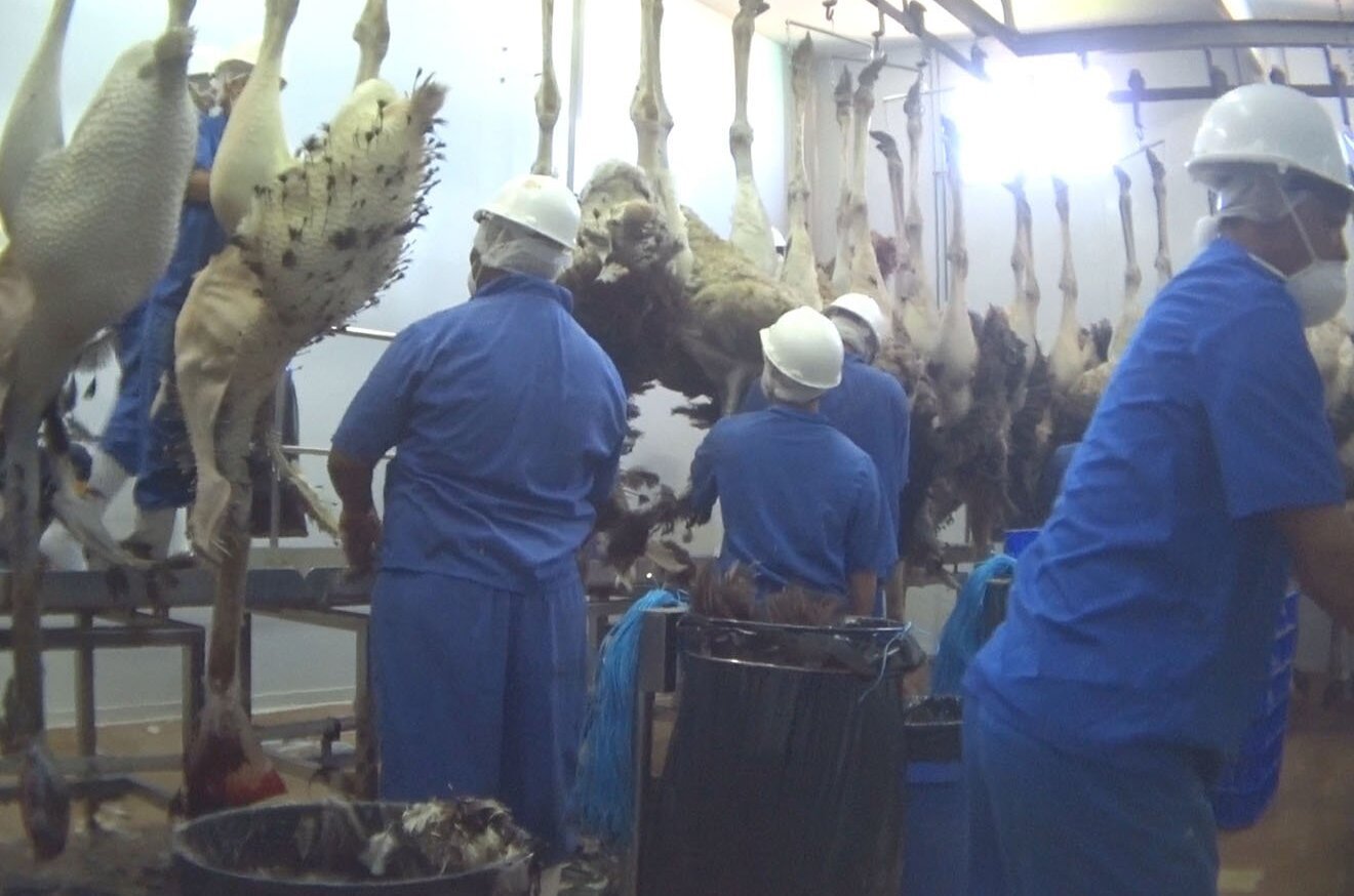 Arbeiter stehen in einer Schlachthalle vor Vogelstraussen, die kopfueber von der Decke haengen.