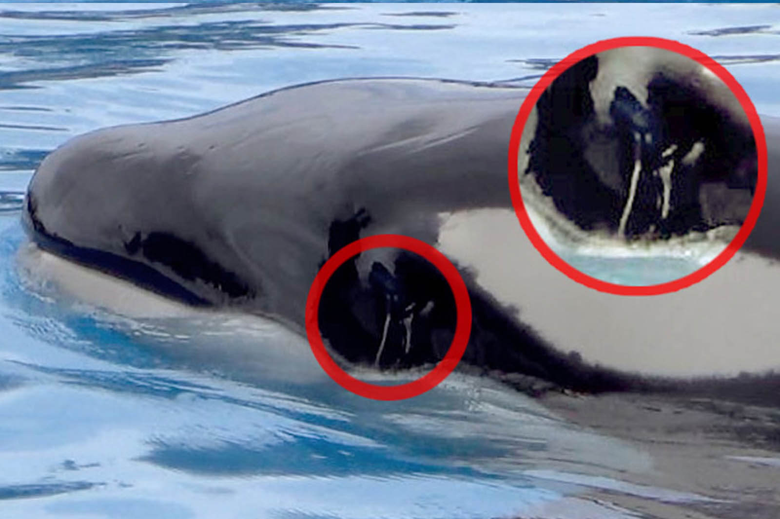 Loro Parque Teneriffa Das Macht Die Gefangenschaft Mit Orcas