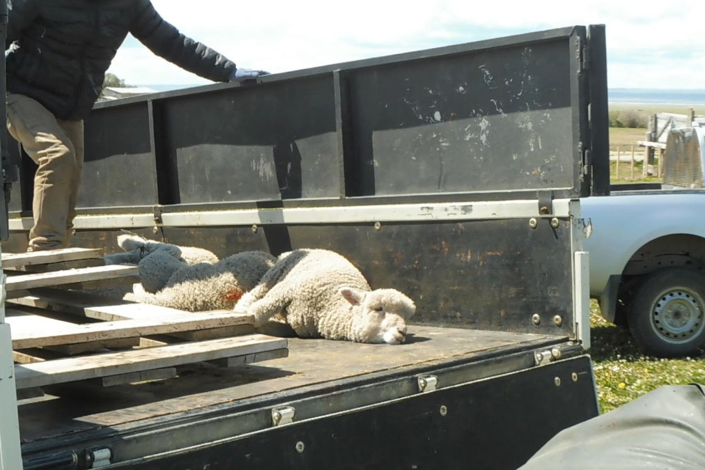 Schaf auf einem Transporter