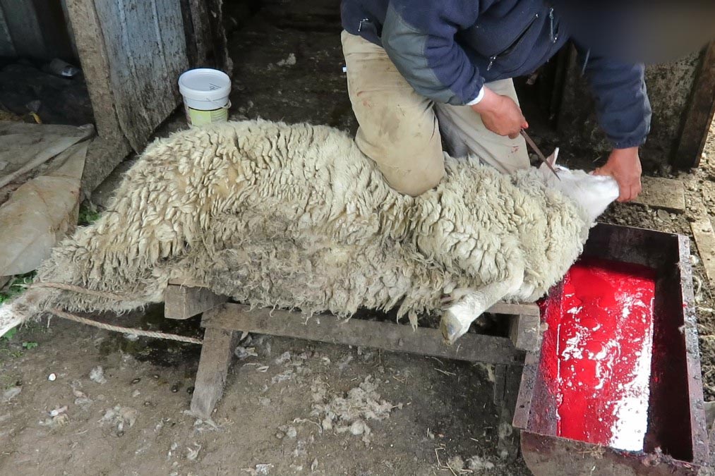 Person schlachtet Schaf