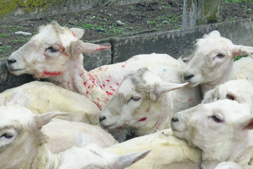 Chilenische Schafe für ihre Wolle erstochen und lebendig gehäutet