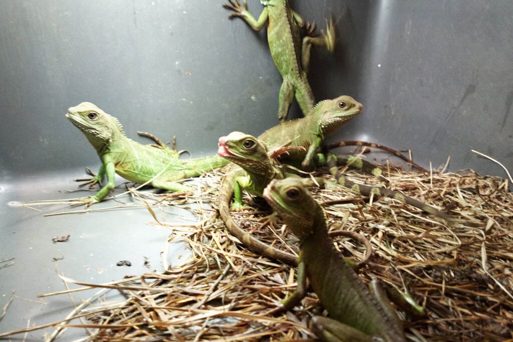 Echsen im Terrarium