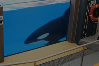 TUI macht Orcas traurig!
