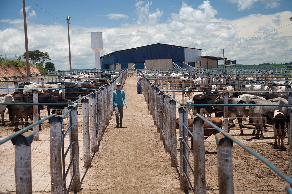 Rinderfarm Brasilien