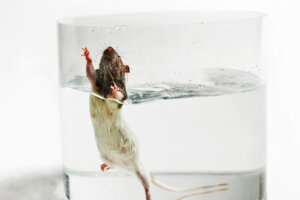 Schwimmtest mit Ratte