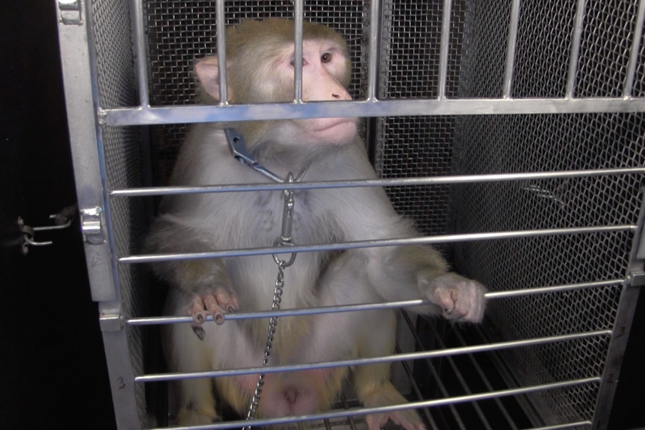 Affe angekettet im Laborkaefig