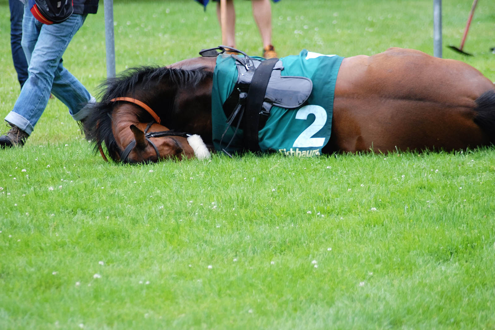 Tierquälerei: Pferd stirbt bei Pferderennen in Mannheim